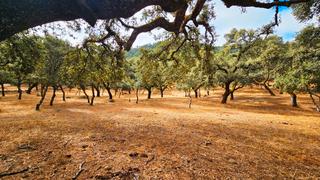 Propriété à Cabeza la Vaca. Finca de 1,7 has en cabeza la vaca