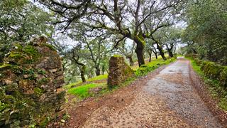 Finca rústica a Castaño del Robledo. Finca de 1 ha. de alcornques a 500 metros de castaño del robledo