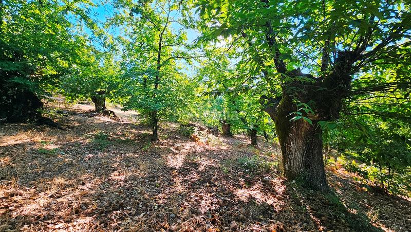 Foto 6e39e6d0-1cfb-4044-95f2-c27ab28ae9ad. Finca rústica a Castaño del Robledo