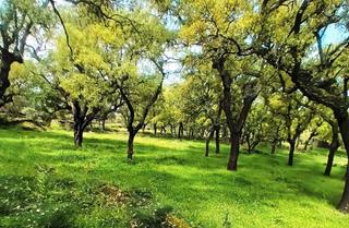 Finca rústica a N/a. Bonita finca de alcornocal de 1,7 has en aracena
