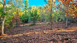 Rural plot in Galaroza. Finca de 1 ha. en el corazón del parque natural