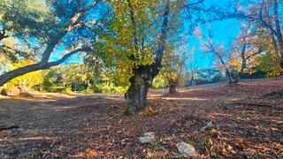 Fondo rustico in Fuenteheridos. Finca de 4.000 m2 con pozo en el corazón del parque natural