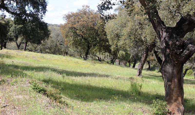 Foto 7b5f6270-c4d1-47ca-8e4f-48baad870aa7. Finca rústica a Santa Olalla del Cala
