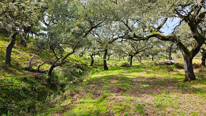 Foto 8a9b345f-7803-4193-b608-63c968291f6e. Finca rústica a Santa Olalla del Cala