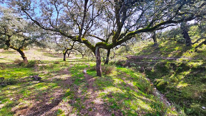 Foto f8c67900-c9f5-448f-bb1f-f339e30d346f. Finca rústica a Santa Olalla del Cala