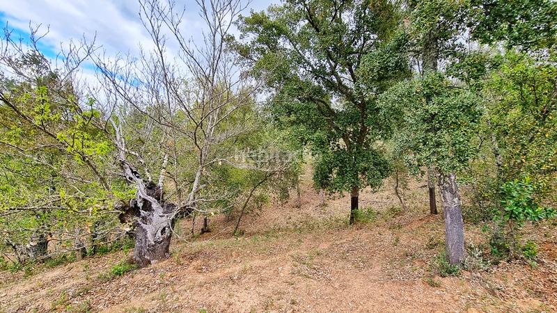 Foto 0006494a-9cd5-41e0-83a7-3934c7ef54bb. Landgut in Galaroza