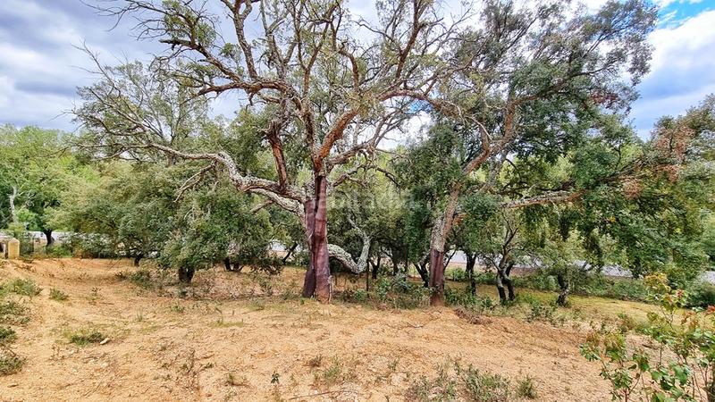 Foto 5750208f-a10f-4806-87f1-446128a33e0a. Landgut in Galaroza