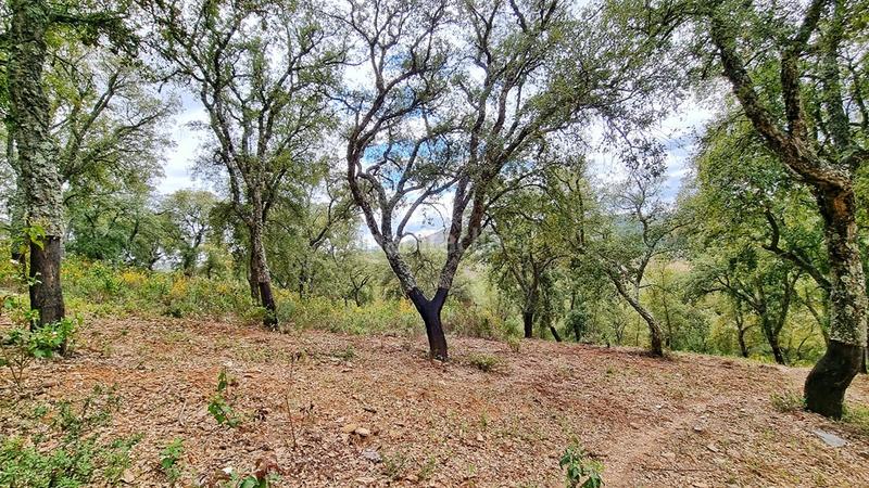 Foto d14e3ddb-ac69-4fd1-b332-44ad3fc0b848. Landgut in Galaroza