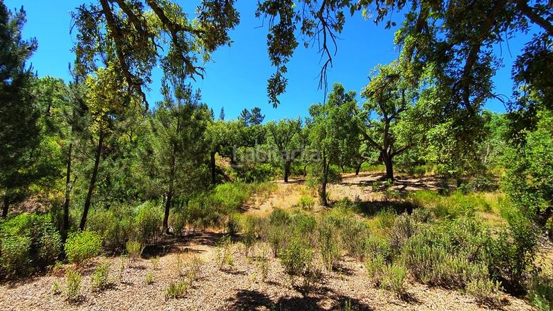 Foto 3072b72a-ed50-4a0c-9fcb-f9a35a4c80ea. Landgut in Galaroza