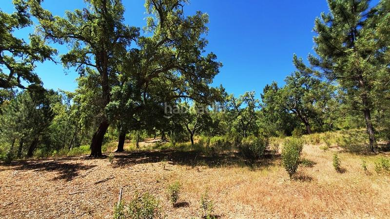 Foto 6958f86a-b0a8-4f0b-85e3-e79e4af1ee20. Landgut in Galaroza