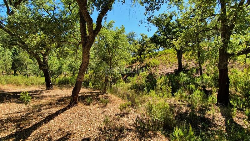 Foto b825024e-7d97-4266-aa79-95a56ba2ca7a. Landgut in Galaroza