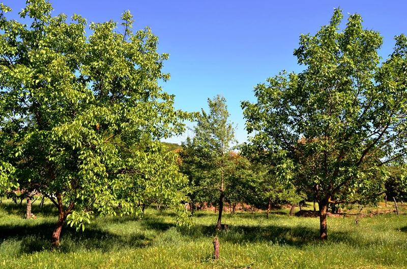 Foto 1c0e0ad5-6202-4024-b84c-146678a99e11. Rural plot in Castaño del Robledo