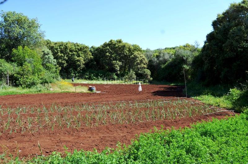 Foto 657c73a2-3fda-48e8-a285-6727859fa6cd. Rural plot in Castaño del Robledo