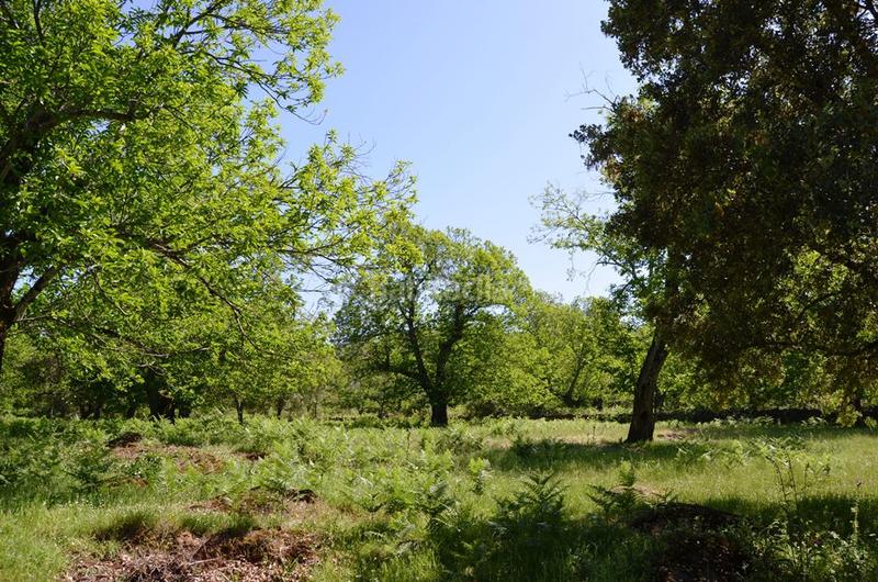 Foto 65f49e84-d64c-495f-ac87-1e1a4b7e5188. Rural plot in Castaño del Robledo