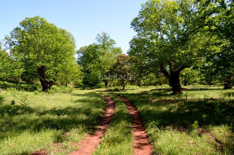 Foto 74a25c1a-27ce-461d-9525-38fdcb846126. Rural plot in Castaño del Robledo