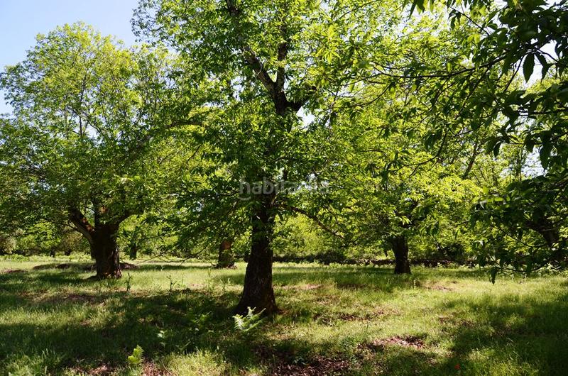 Foto b14dba2f-f3af-4296-b569-457a2310cd8f. Rural plot in Castaño del Robledo