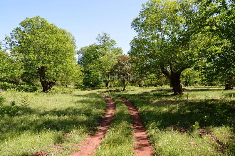 Foto c7939468-a35c-4a44-8158-8a2ec70258f4. Rural plot in Castaño del Robledo