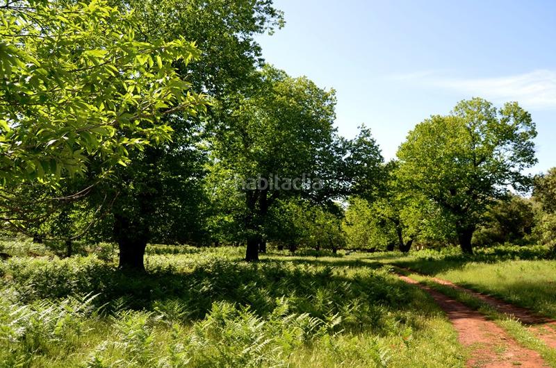 Foto dd3e8f78-b440-4570-a321-b86f21f48a0e. Rural plot in Castaño del Robledo
