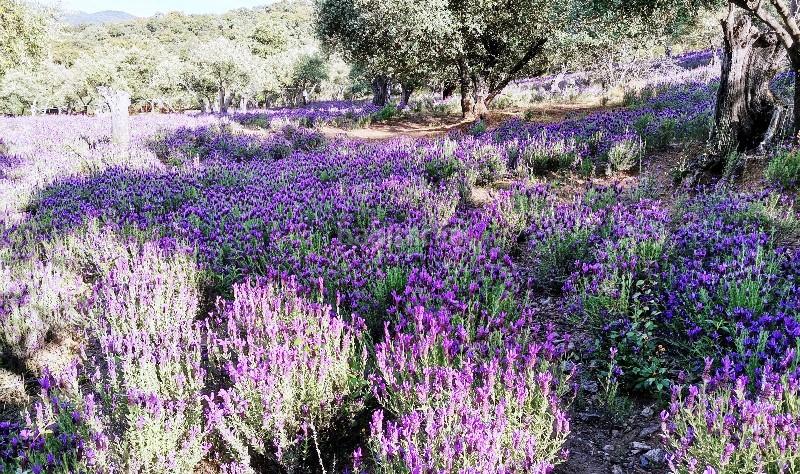 Foto 07dd41f1-a68b-488d-a68d-059b9f831089. Landgut in Galaroza