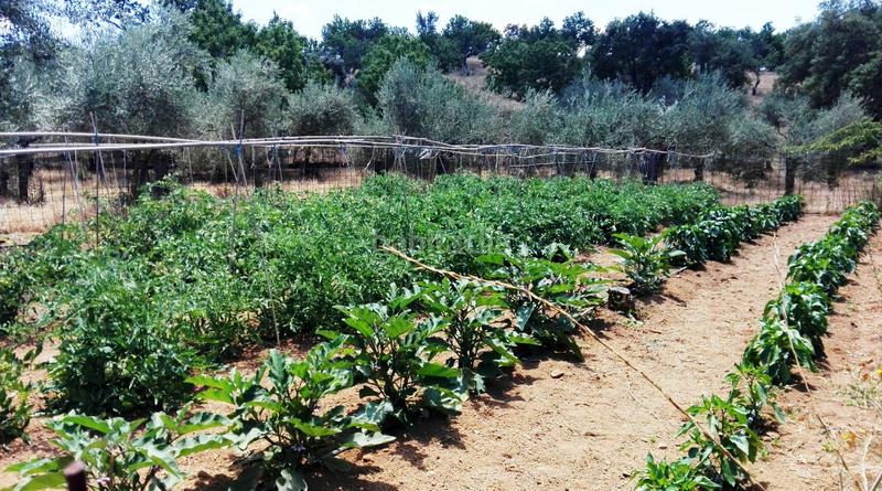 Foto 08e0adcb-b5cc-4ba7-ae3b-dd2ad82c3487. Landgut in Galaroza