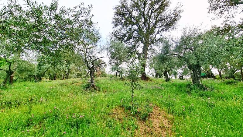 Foto 22e1bb7a-d25c-4dac-81f4-80063fd482a8. Landgut in Galaroza