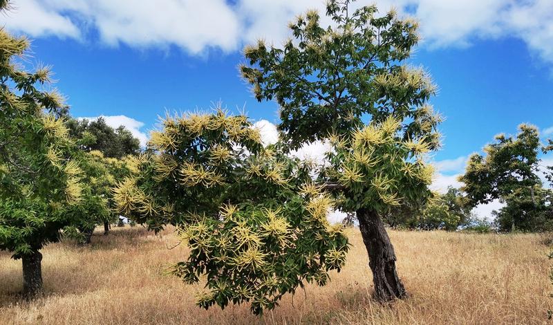 Foto 4fd0aa55-1990-48a8-8d4d-f55b283ecd0f. Landgut in Galaroza