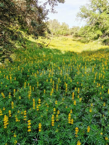 Foto 8edde9eb-3cc6-4e45-ae5d-7903e404194b. Landgut in Galaroza