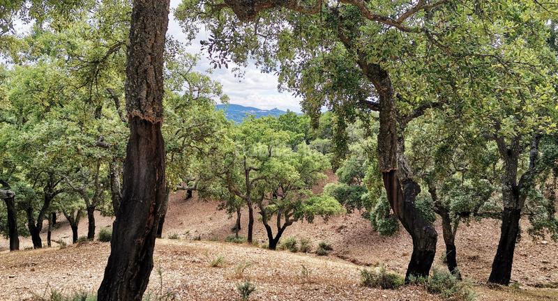 Foto 940b6237-7aa1-4984-a1dd-d120fb3dc069. Landgut in Galaroza