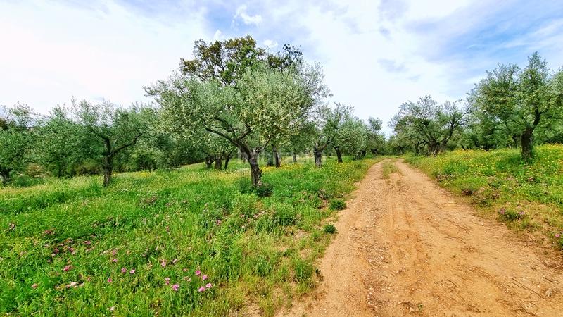 Foto b167d02b-f36a-4a10-8b49-928c0176adf4. Landgut in Galaroza