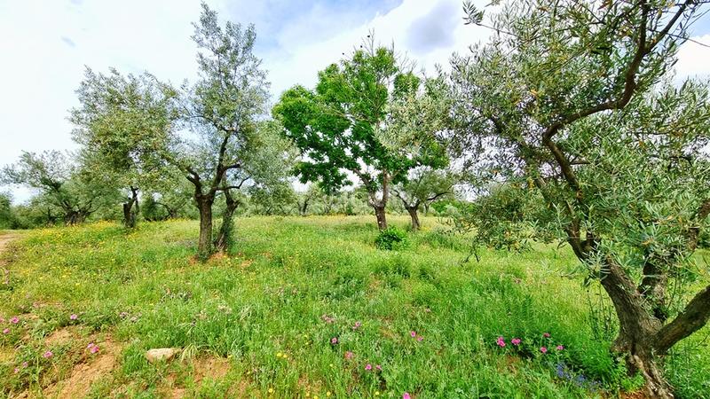 Foto ca819bf4-edec-4e0a-a22e-05e2236c90fe. Landgut in Galaroza