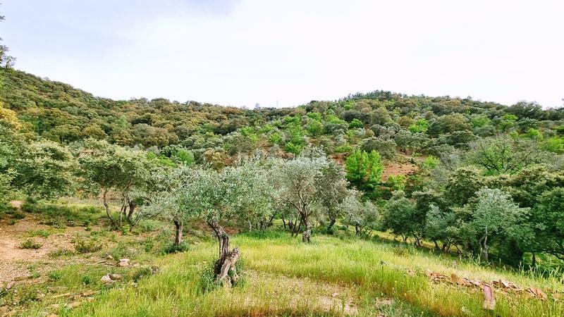 Foto e9deda9d-6413-4204-8ddd-c0121c3f21ad. Landgut in Galaroza