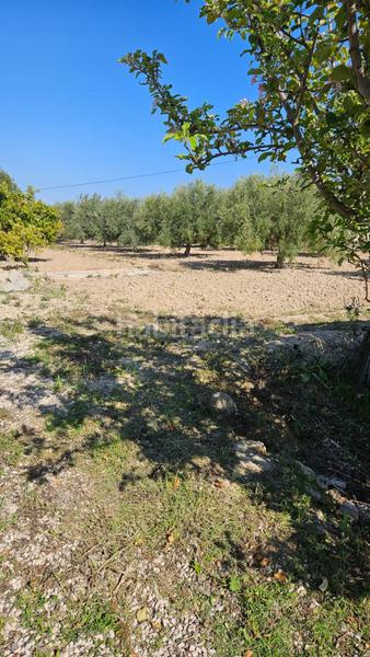 Foto e7ca49e1-d5ac-4d35-8db7-41fa7394e060. Mas dans El Secanet-Hacienda del Sol Vila Joiosa (la)