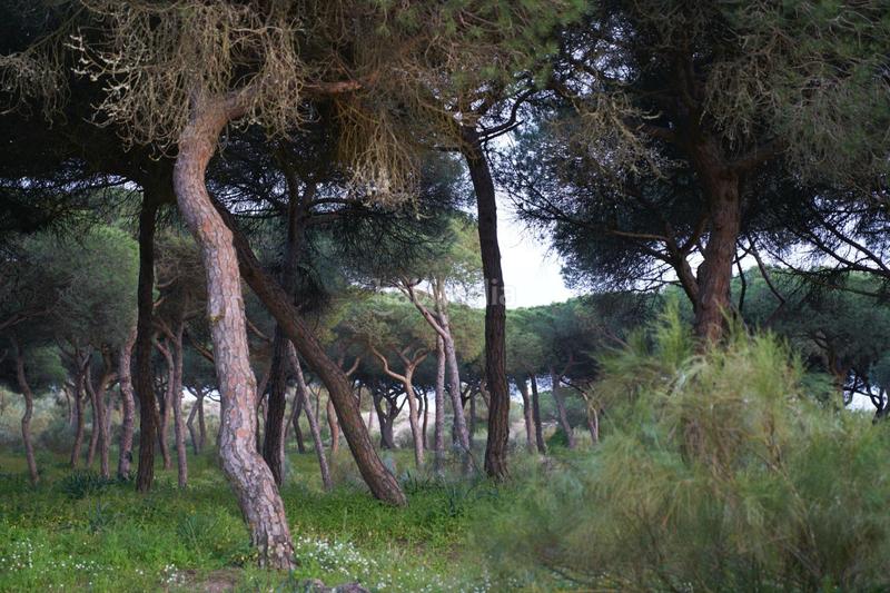 Foto c760b9b1-bb05-4529-8d10-b62d39f72e09. Semi detached house with parking pool in Islantilla golf Islantilla