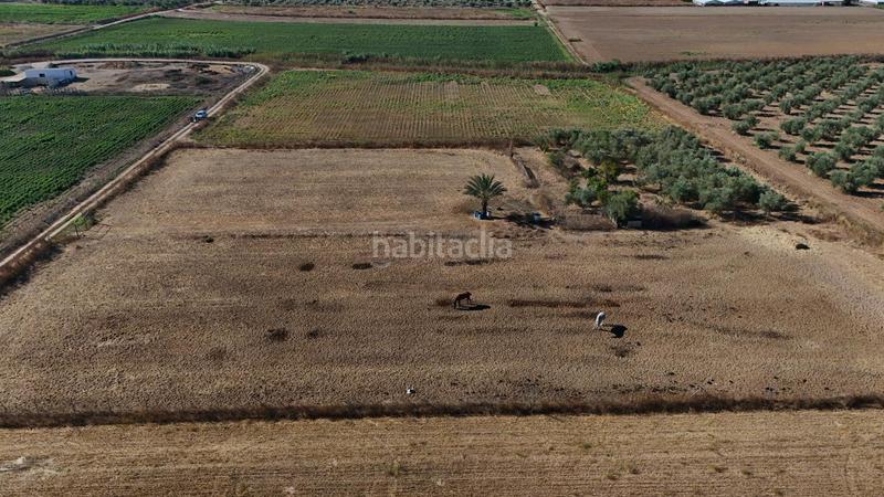 Foto 2c14887c-a1f3-49f3-8868-ad5634a9b908. Terreno residencial parcela rustica regadío en Centro - Doña Mercedes Dos Hermanas