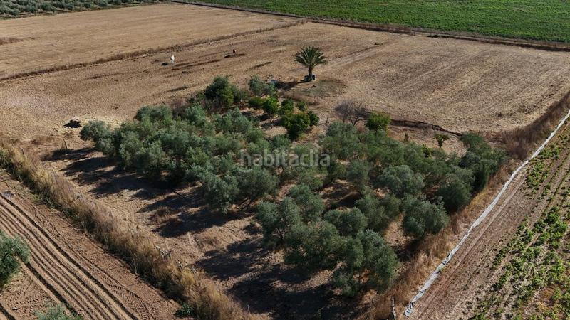Foto 431609e3-89b2-4827-a5ea-822798aa6e74. Terreno residencial parcela rustica regadío en Centro - Doña Mercedes Dos Hermanas