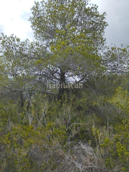 Foto d05cc2b4-df39-4f63-b1b3-b8649fd7a4c7. Maison dans polígono 14 14 dans Montmell (El)