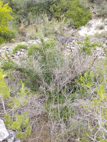 Foto d1fdd098-a7bc-4e00-8e95-c1ad00c58a81. Maison dans polígono 14 14 dans Montmell (El)