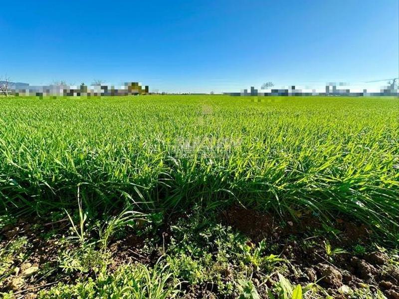 Foto 773bc821-33cd-4742-8f00-caa1270eed51. Masia a Villarrubia Córdoba