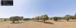 Finca rústica a Belmez. Zona belmez se vende finca agrícola de 39.000 m en total.
