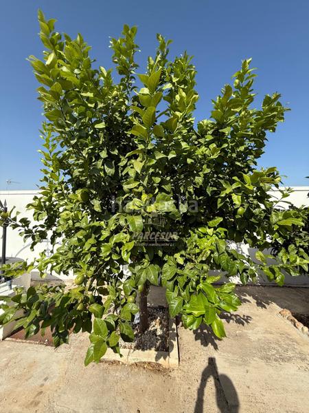 Foto 2ec16917-64b3-4dcc-bb3b-058b00a43246. Casa ctra aeropuerto, con dos viviendas . en El Higuerón Córdoba