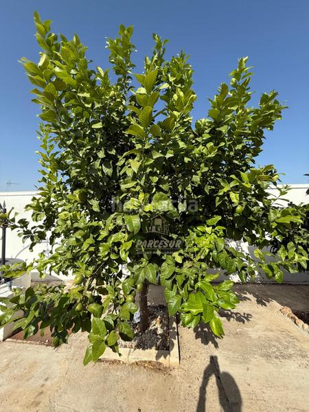 Foto 6e75a5a7-3836-46fb-9eff-f9c10f7b994d. Casa ctra aeropuerto, con dos viviendas . en El Higuerón Córdoba