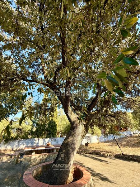 Foto 62a99f83-2e3c-4c2e-9e8d-b812e1733466. Masia amb piscina a Almodóvar del Río