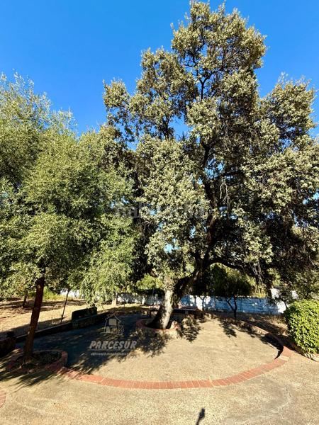 Foto 821fc7b0-6880-4d21-b1d6-c1acf4a2383d. Masia amb piscina a Almodóvar del Río