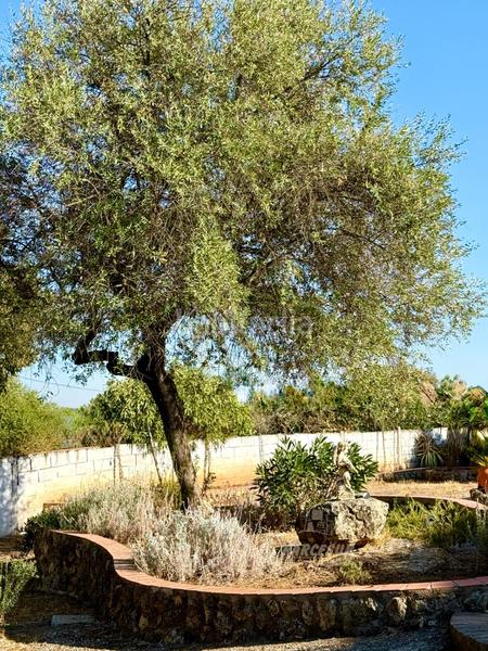 Foto b5ceeb0f-a71b-4bd3-9f72-f86fe5a74303. Masia amb piscina a Almodóvar del Río