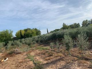 Residential Plot in Villarrubia. Zona alamillo  escrituras  parcela de terreno de 2.500 m2 con ag
