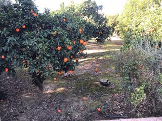 Residential Plot in Villarrubia. Zona villarrubia