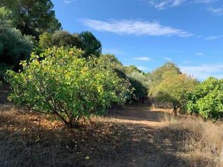 Residential Plot in Las Jaras. Zona trassierra  parcela de terreno de 3.000 m3 con luz, con can