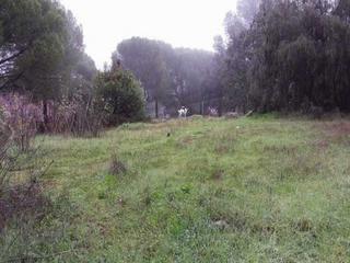 Terreno residenziale in Las Jaras. Terreno urbano en las jaras