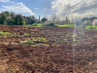 Terreny residencial a El Higuerón. Zona ctra. ermitas  regala tractor  parcela de terreno de 6.000