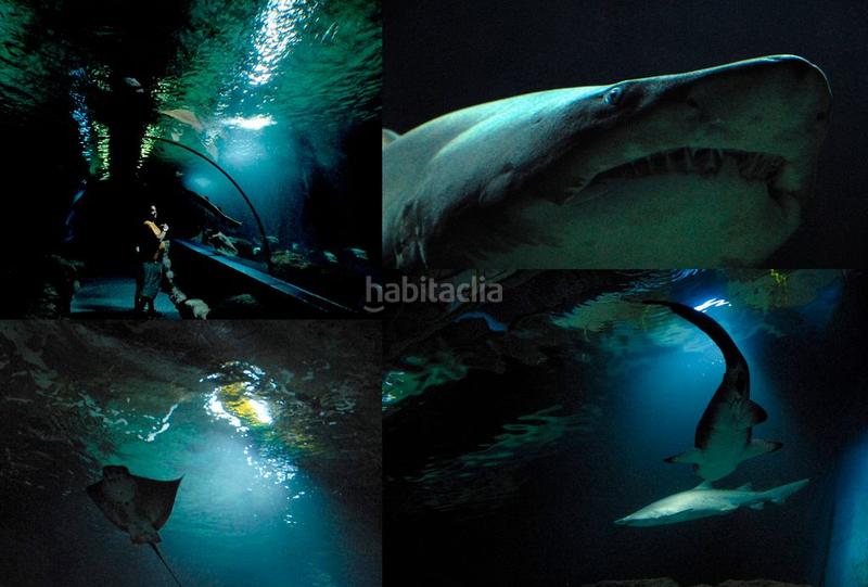 Foto 3e2c6609-9a6d-409b-ba85-4a53bdab1abe. Lloguer apartament a paseo de velilla 14 a Velilla - Velilla Taramay Almuñécar